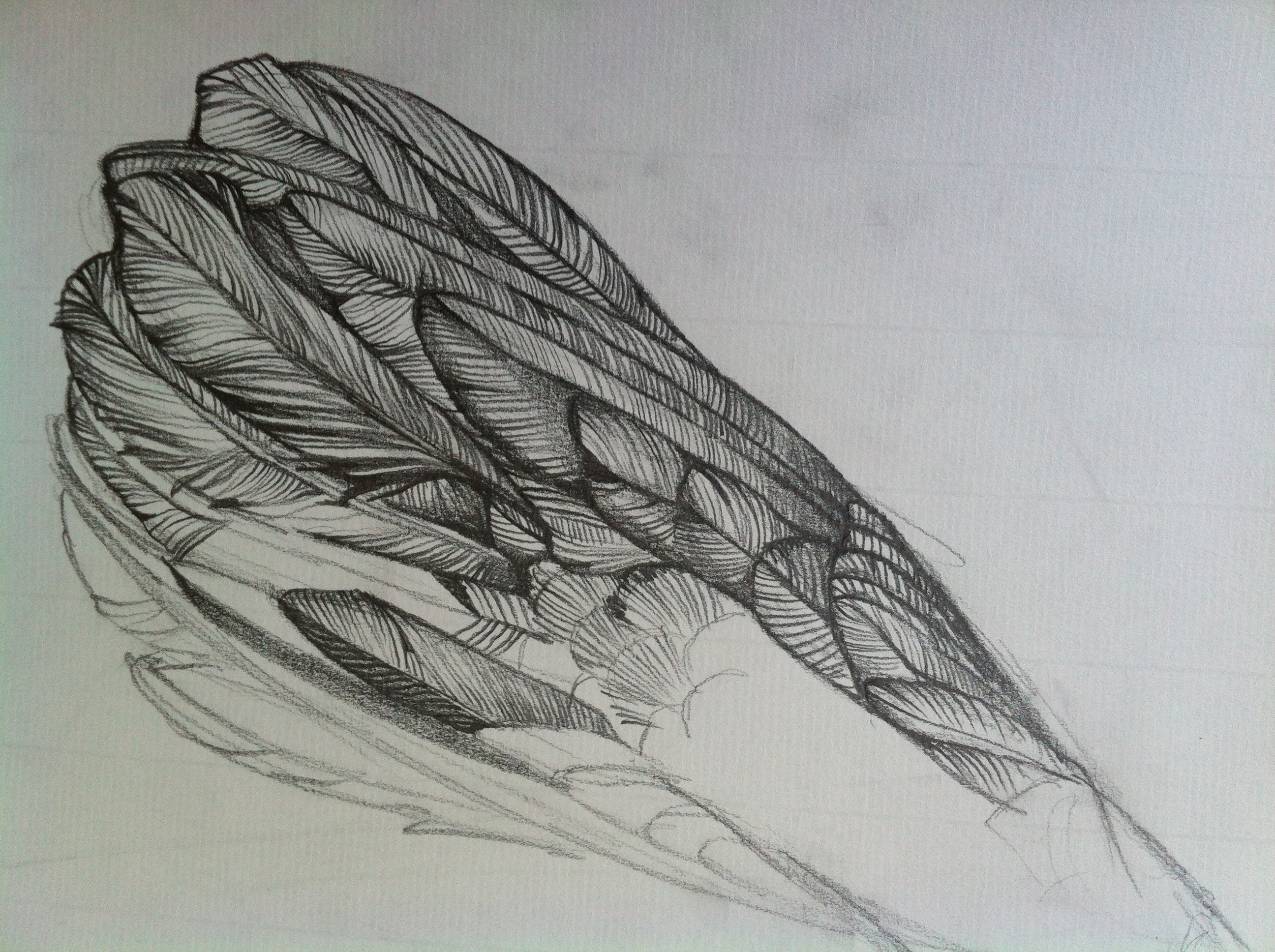 2592x1936 Pencil Sketch Hummingbird And Drawings Salma Ahmad Caller - Hummingbird Drawings In Pencil