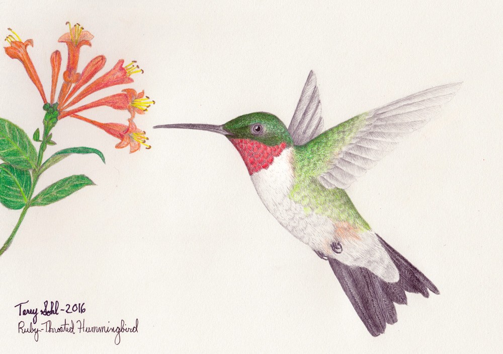 1000x703 Picking Up The Dakota Birder - Hummingbird Drawings In Pencil