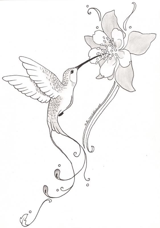 562x800 Hummingbird And Flower Pencil Drawing - Hummingbird Drawings In Pencil
