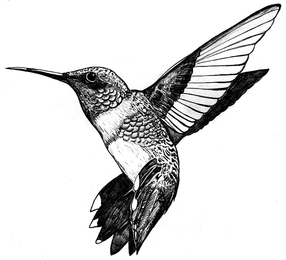 560x509 Hummingbird Sketch - Hummingbird Drawings In Pencil