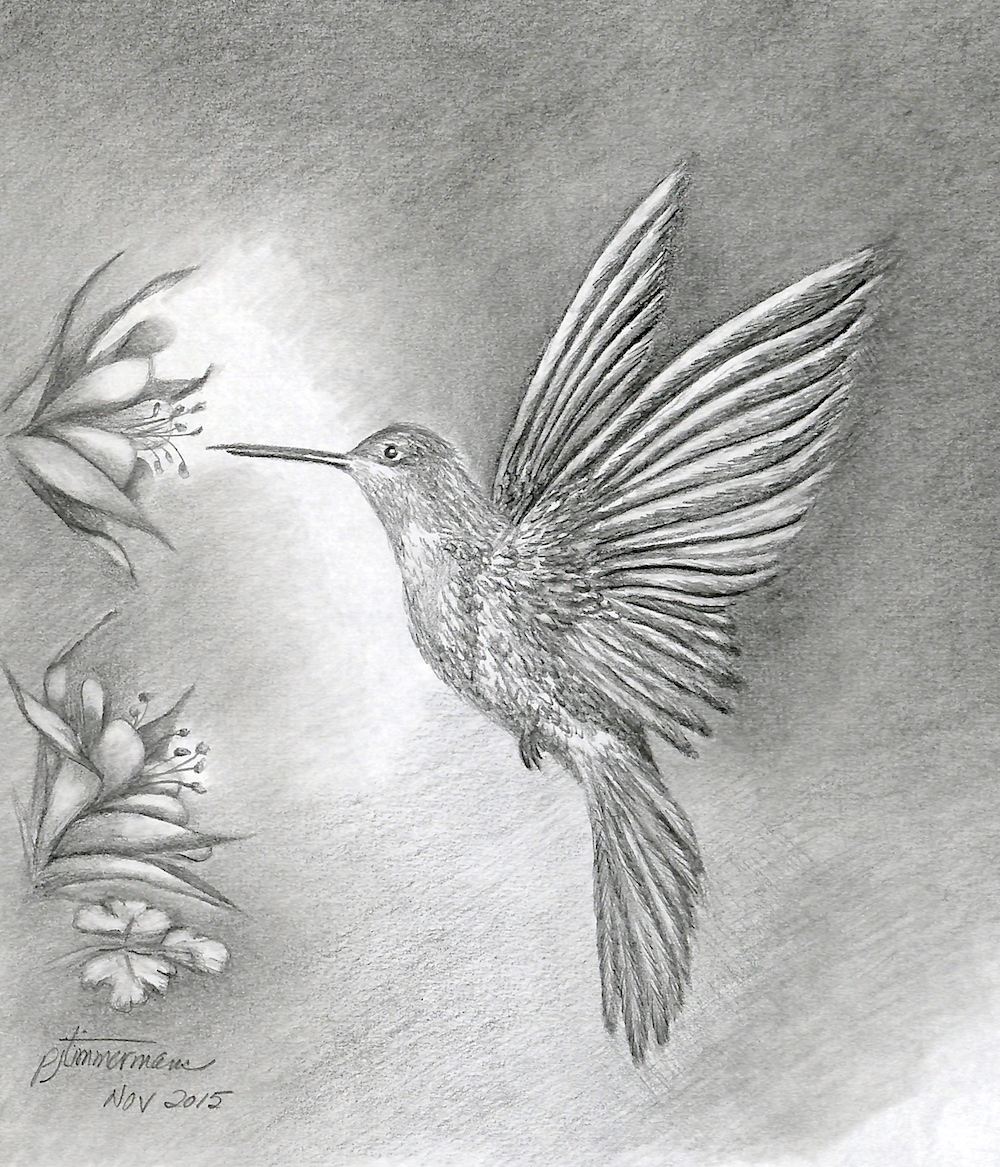 1000x1167 Pencil Drawing - Hummingbird Drawings In Pencil