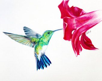 340x270 Colored Pencil Drawings Of Hummingbirds - Hummingbird Drawings In Pencil