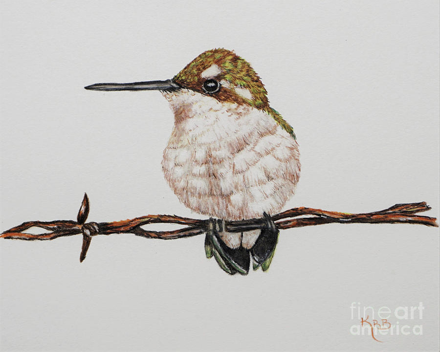 900x720 Colored Pencil Hummingbird Drawing - Hummingbird Drawings In Pencil