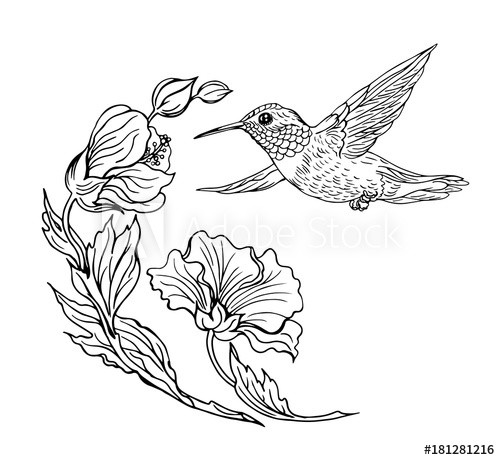 Hummingbird Flower Drawing at PaintingValley.com | Explore collection ...