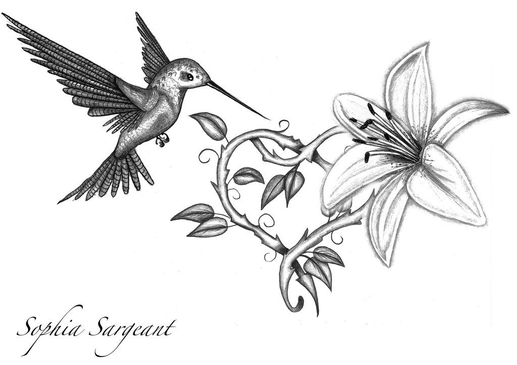 1024x724 Hummingbird And Lily Tattoo Design Tattoos Lily Tattoo Design - Hummingbird Flower Drawing