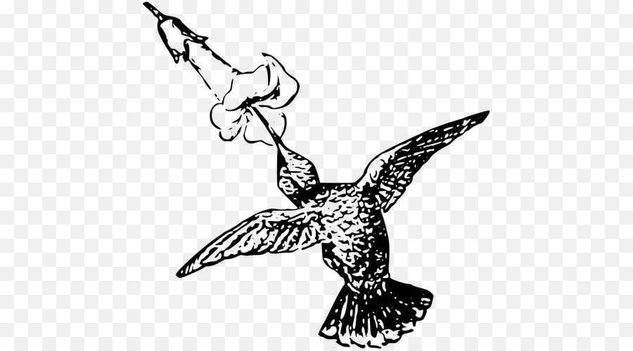 900x500 Bird, Drawing, Graphics, Transparent Png Image Clipart Free Download - Hummingbird Flower Drawing