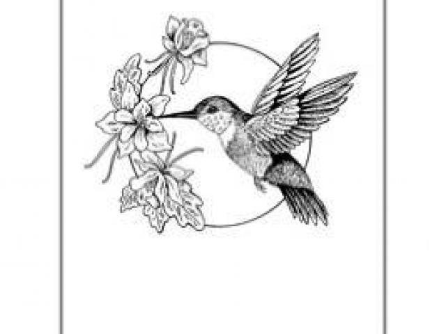 Drawing Hummingbird Clipart