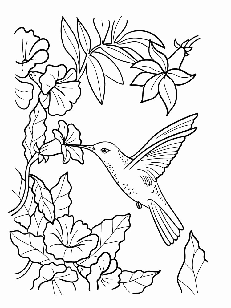 450 Coloring Pages Hummingbirds Flowers Pictures