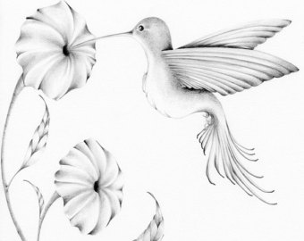 340x270 Hummingbird Drawing Etsy - Hummingbird Flower Drawing