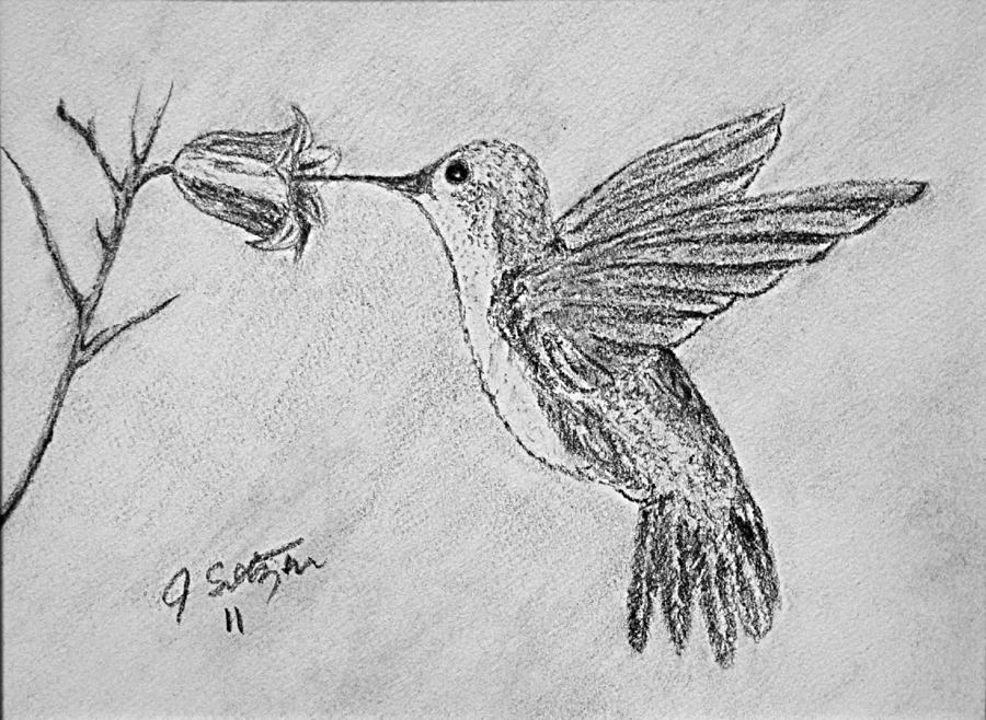 900x658 Hungry Hummingbird Drawing - Hummingbird Flower Drawing