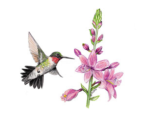 300x240 Male Hummingbird Drawing - Hummingbird Flower Drawing