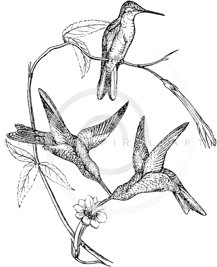 758x931 Download Hummingbird And Flower Drawing At Getdrawings - Hummingbird Flower Drawing