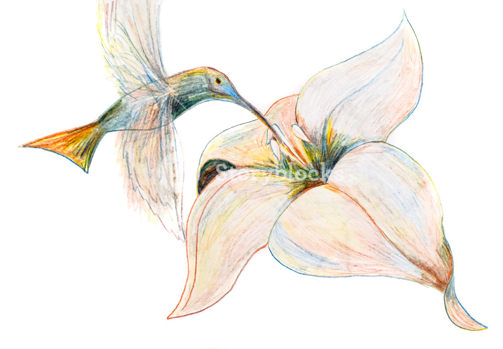 1000x693 Drawing A Pencil Like A Hummingbird Hovers Over A Flower - Hummingbird Flower Drawing