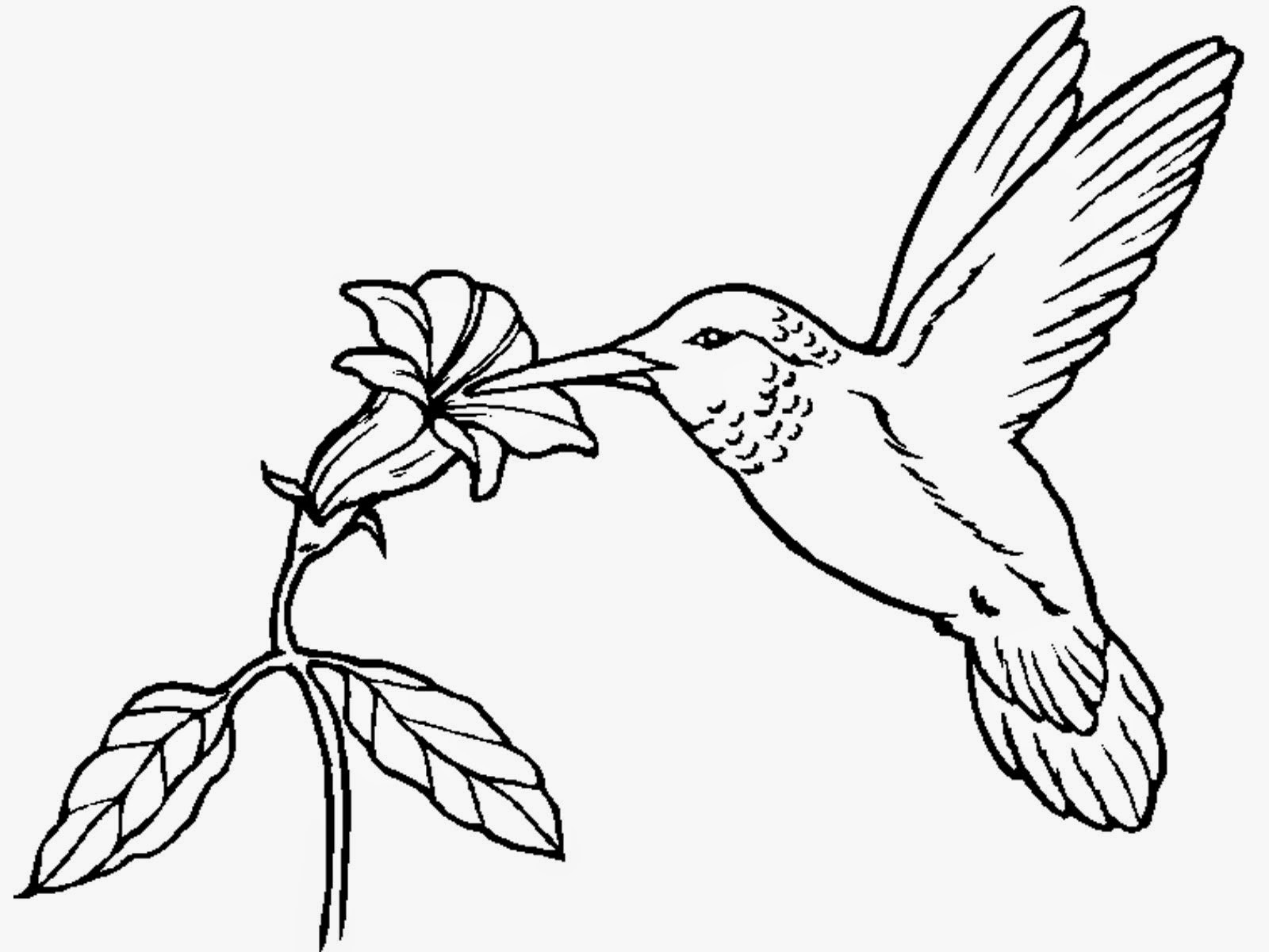 1600x1200 Drawings Of Hummingbirds And Flowers Hummingbird Flower Coloring - Hummingbird Flower Drawing