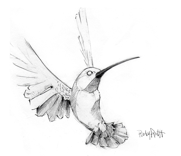 576x498 Hummingbird X Jude Angelini - Hummingbird Line Drawing