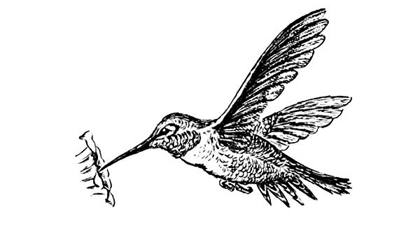 600x350 Pack Of Square Gloss Stickers Line Drawing Hummingbird - Hummingbird Line Drawing