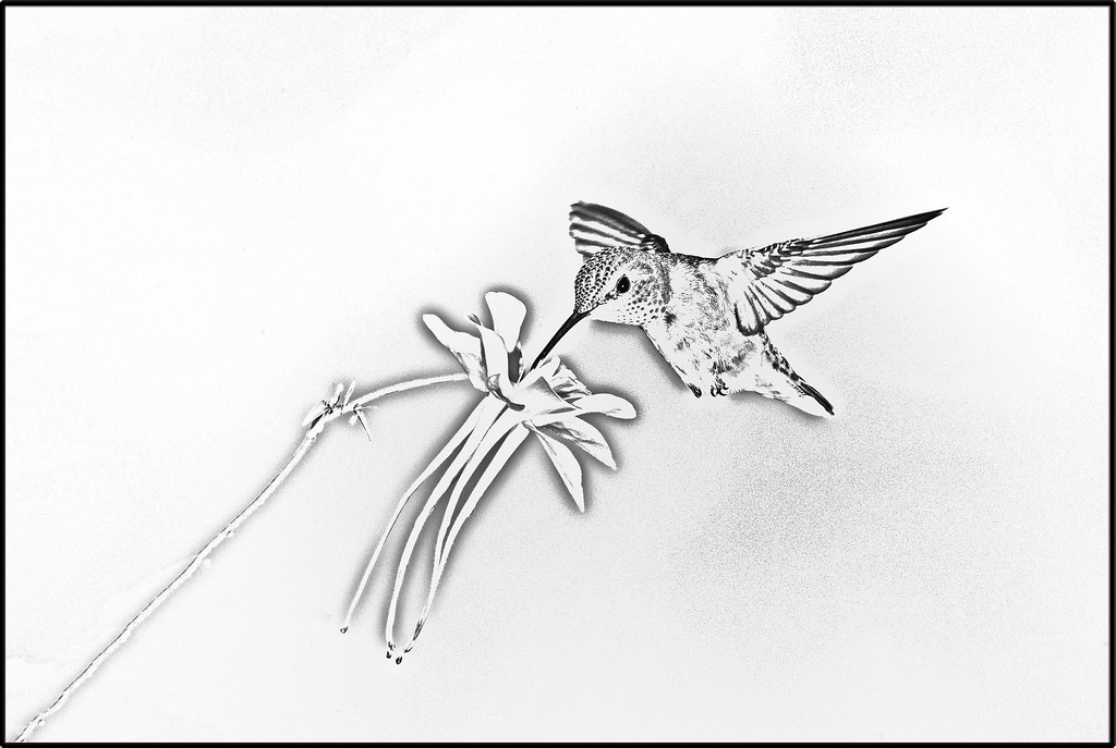 Hummingbird Line Drawing at PaintingValley.com | Explore collection of ...