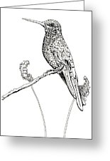 155x226 Sabrewing Hummingbird Line Drawing Drawing - Hummingbird Line Drawing