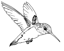 251x201 Black And White Line Drawings Of Birds - Hummingbird Line Drawing