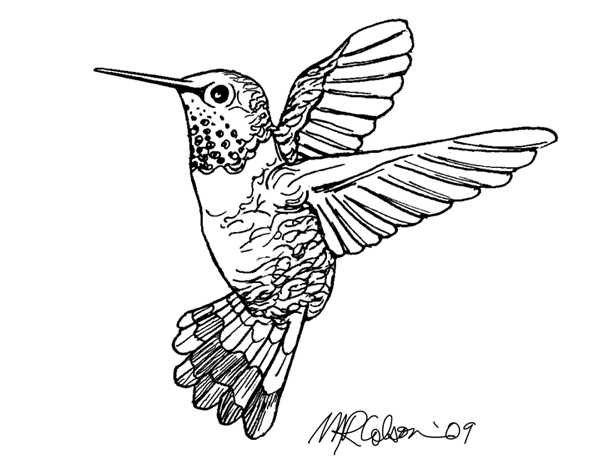 Hummingbird Line Drawing at PaintingValley.com | Explore collection of