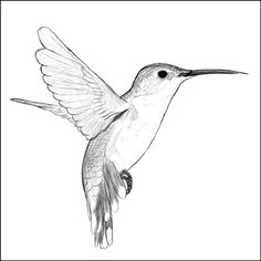 236x236 Hummingbird Art Royalty Free Hummingbird Clipart Products I Love - Hummingbird Line Drawing
