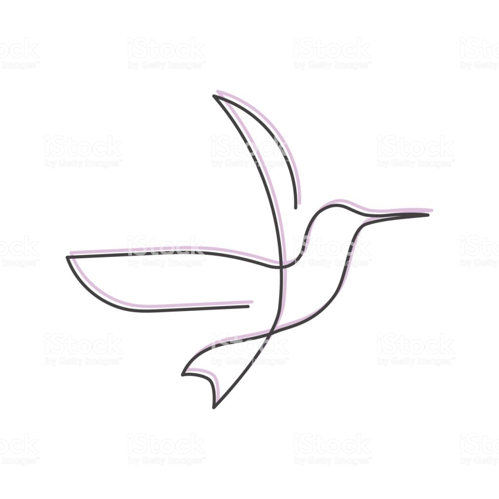 1024x1024 Huge Collection Of 'line Drawing Of Hummingbird' Download More - Hummingbird Line Drawing