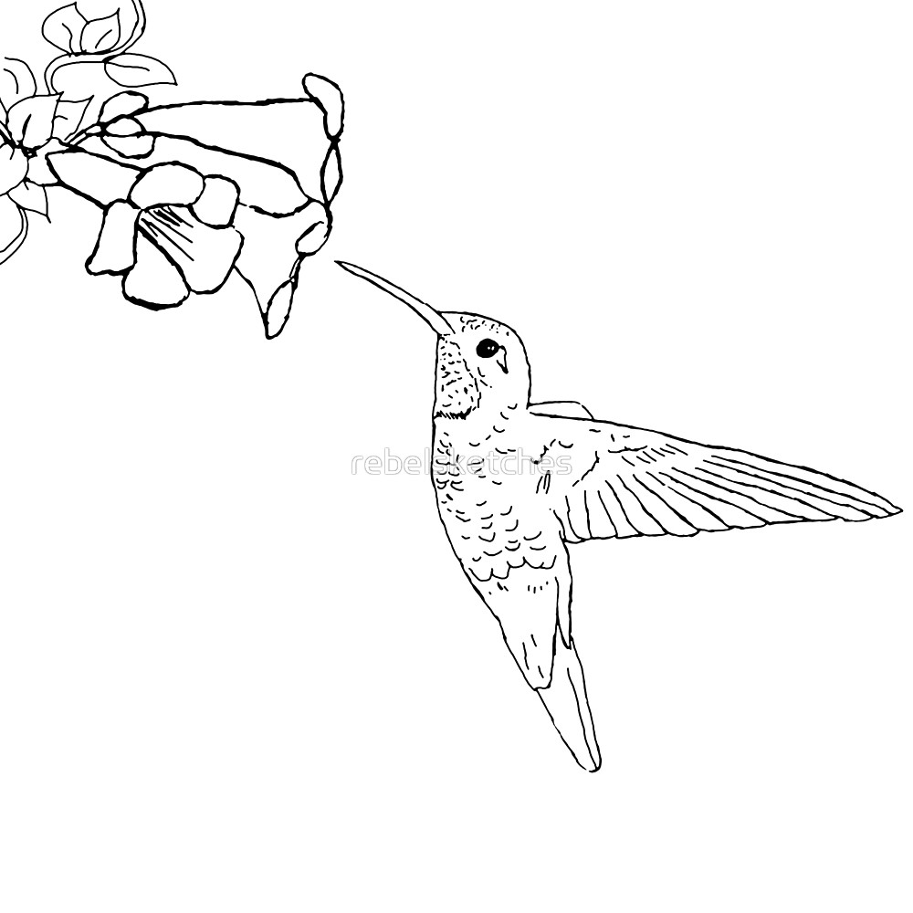 Line Drawing Of A Hummingbird