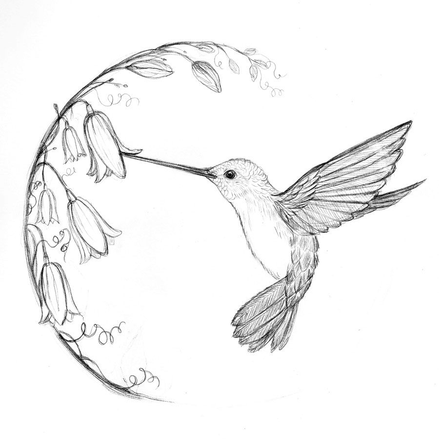 900x911 Simple Hummingbird Sketch - Hummingbird Tattoo Drawing