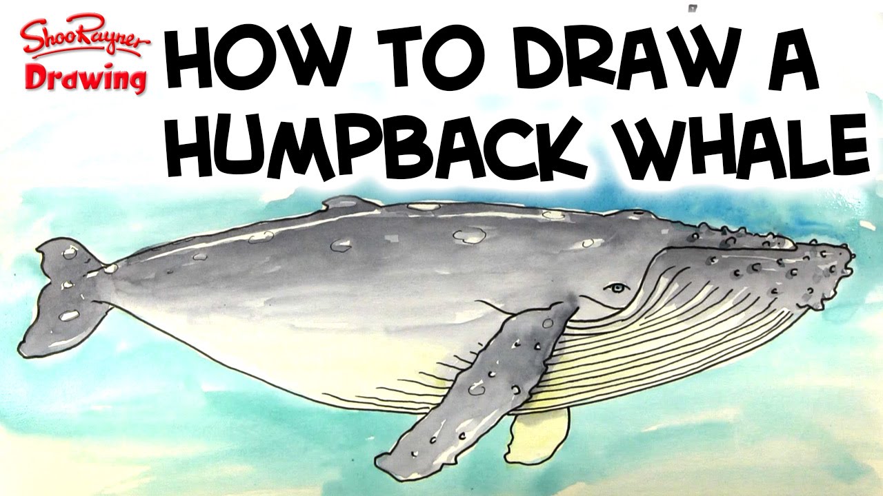 1280x720 how to draw and paint a humpback whale - Humpback Whale Drawing