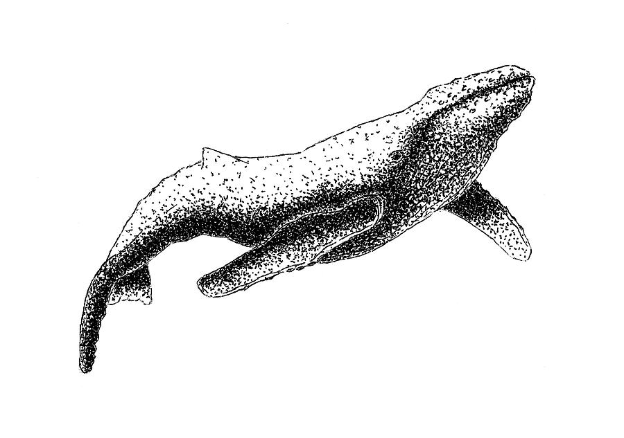 900x633 humpback whale - Humpback Whale Drawing