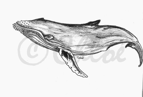 500x338 humpback whale drawing - Humpback Whale Drawing