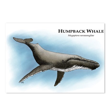 460x460 humpback whale drawing postcards - Humpback Whale Drawing