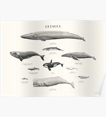 210x230 humpback whale drawing posters redbubble - Humpback Whale Drawing