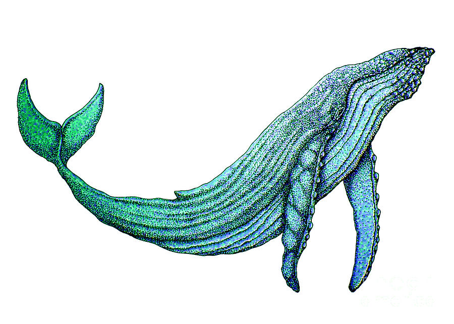900x642 humpback whale drawing - Humpback Whale Drawing