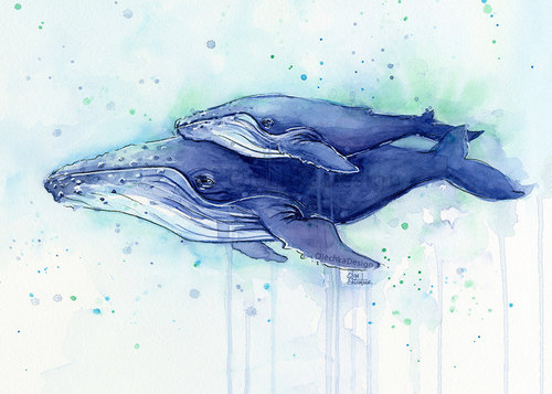 500x357 humpback whale mom and baby watercolor print, whale art, whale - Humpback Whale Drawing
