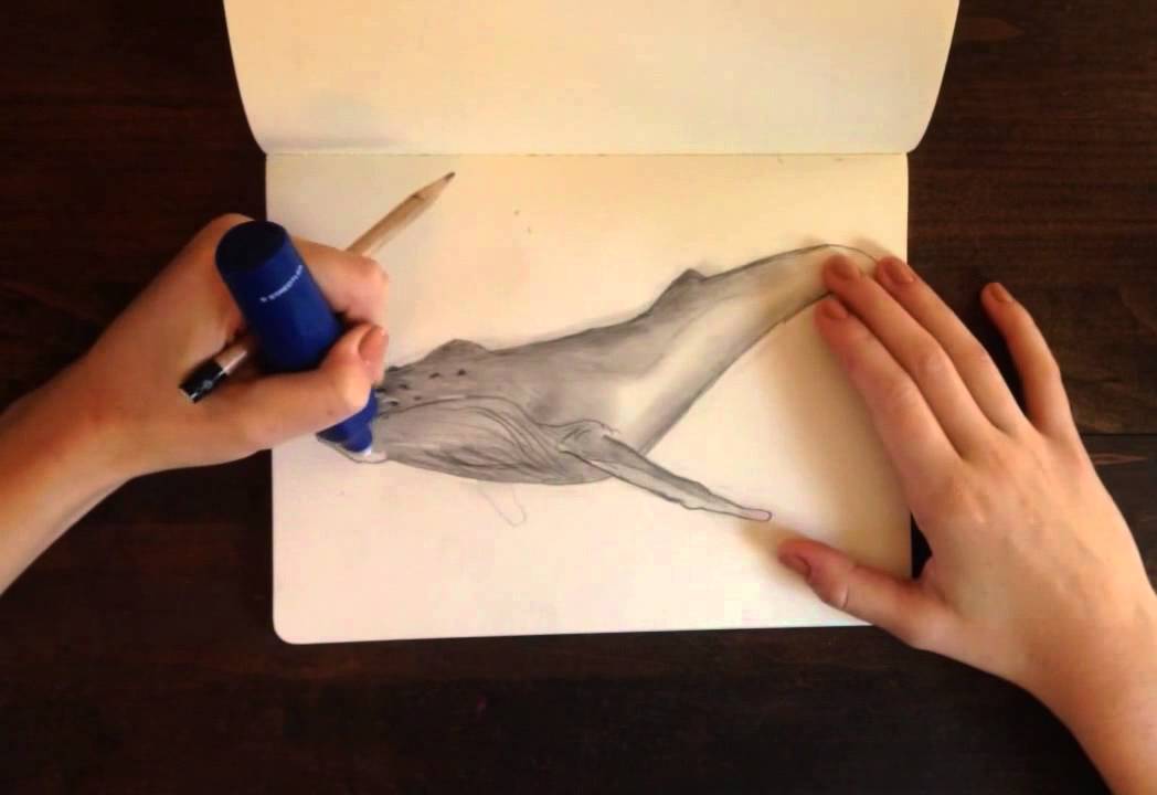 1048x720 time lapse drawing - Humpback Whale Drawing