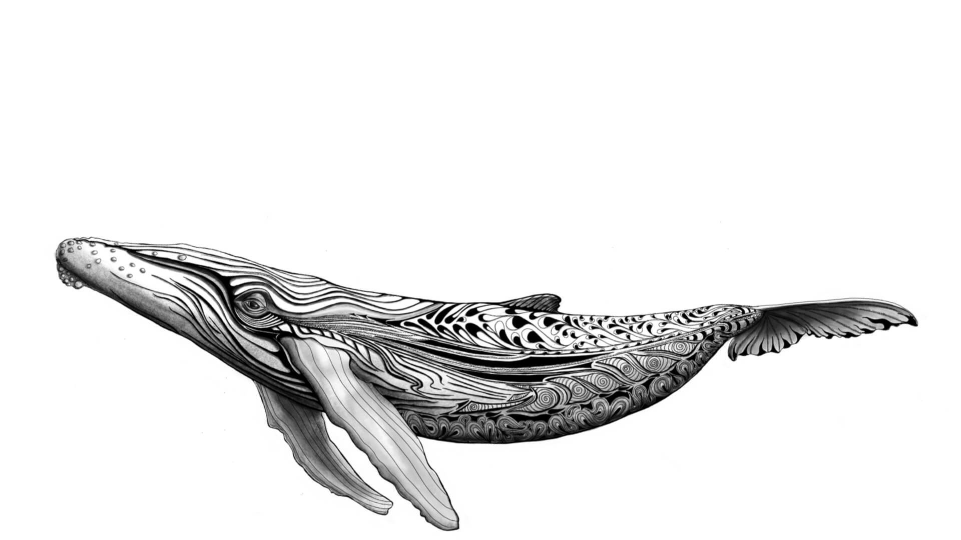 Humpback Whale Drawing at PaintingValley.com | Explore collection of