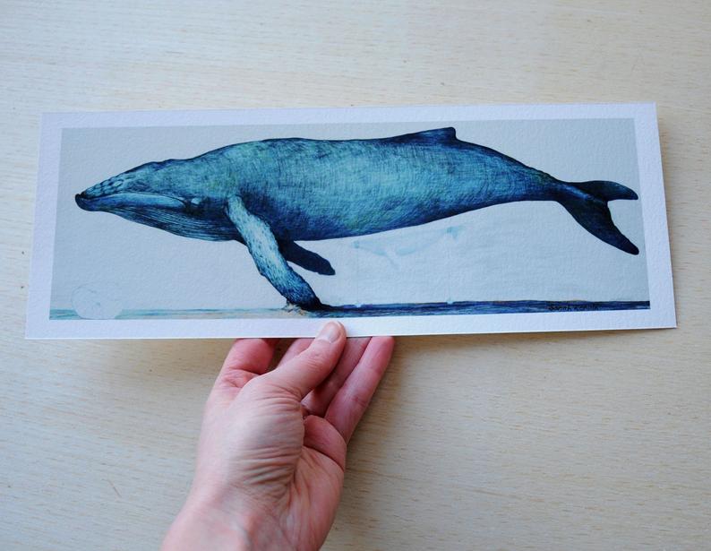794x615 whale humpback whale drawing archival print on paper etsy - Humpback Whale Drawing