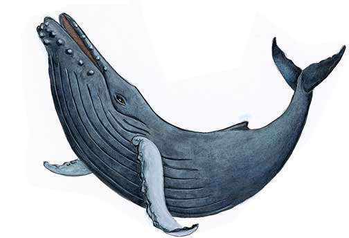 504x344 whale and seal watching - Humpback Whale Drawing
