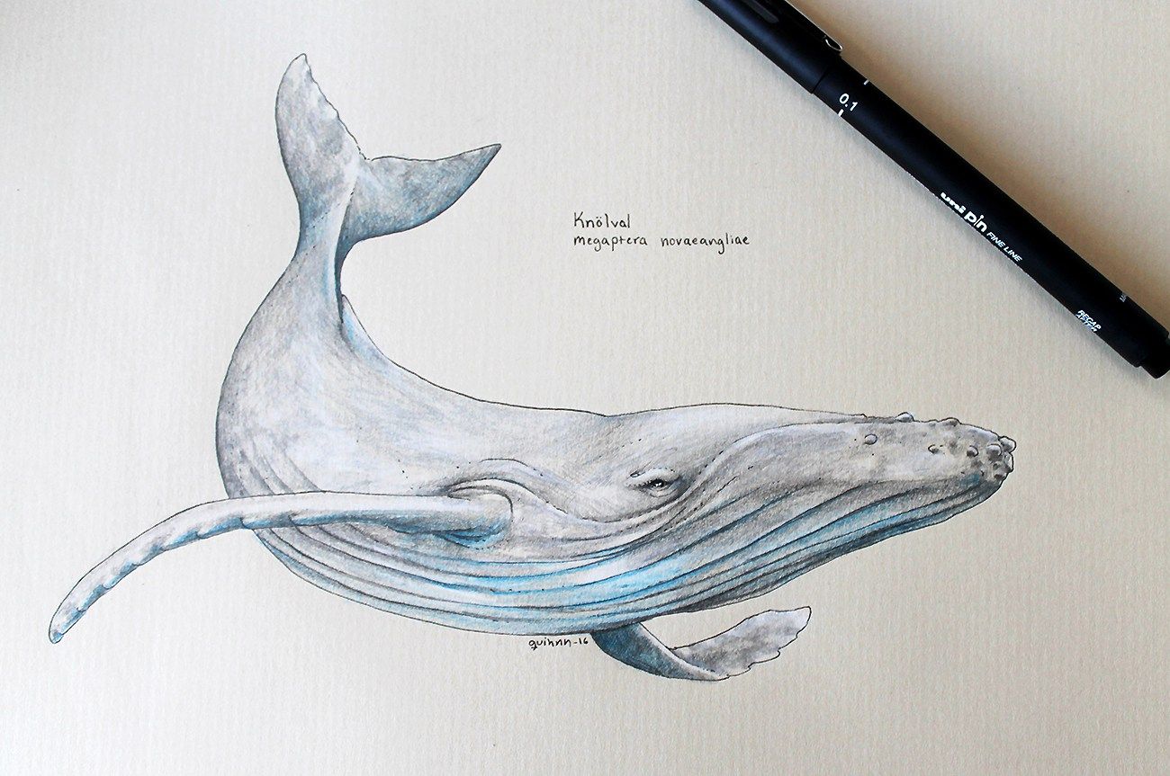 Humpback Whale Drawing at PaintingValley.com | Explore collection of