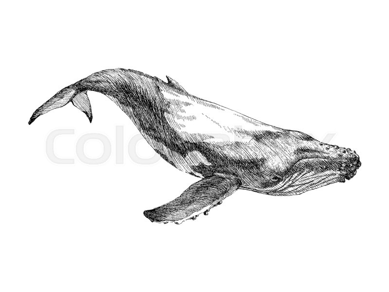 800x600 graphical hand painted whale isolated stock vector colourbox - Humpback Whale Drawing