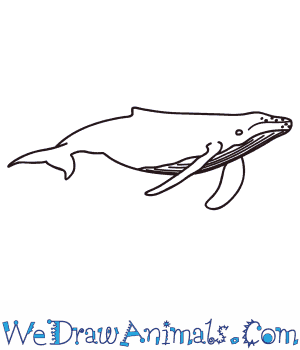 300x350 how to draw a humpback whale - Humpback Whale Drawing