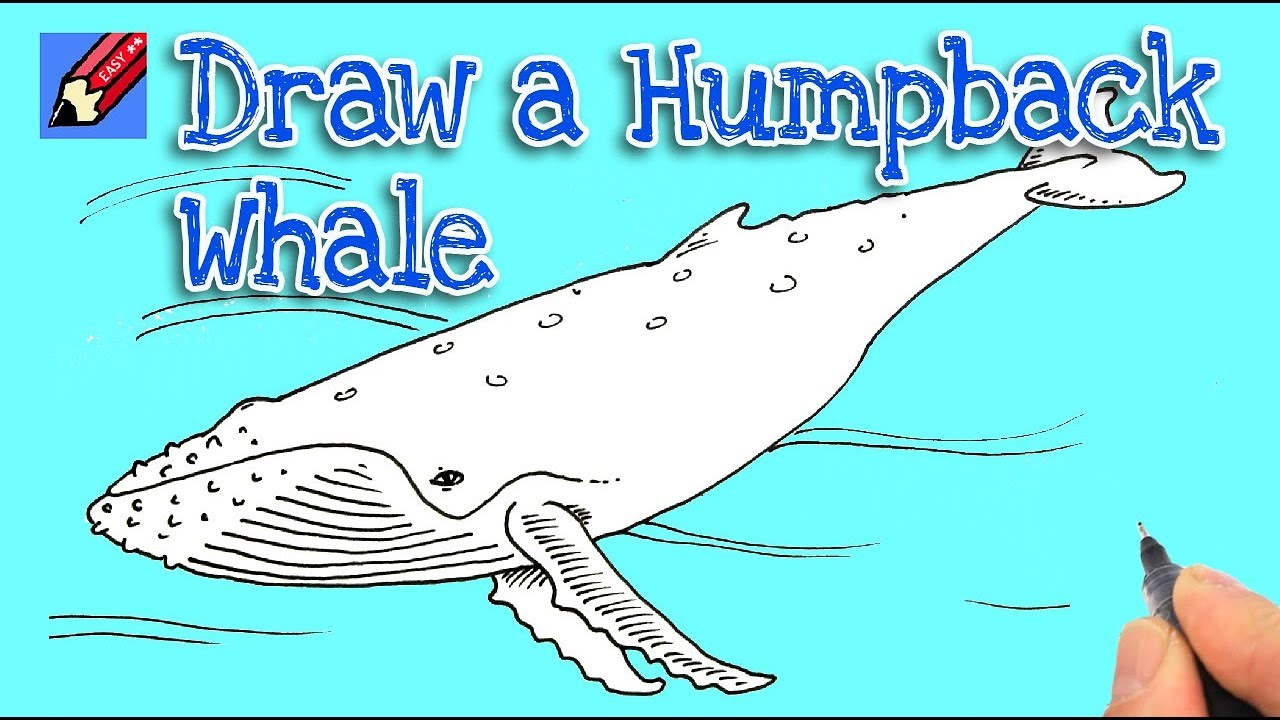 1280x720 how to draw a humpback whale real easy - Humpback Whale Drawing