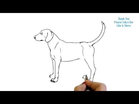480x360 How To Draw Dogs - Hunting Dog Drawing