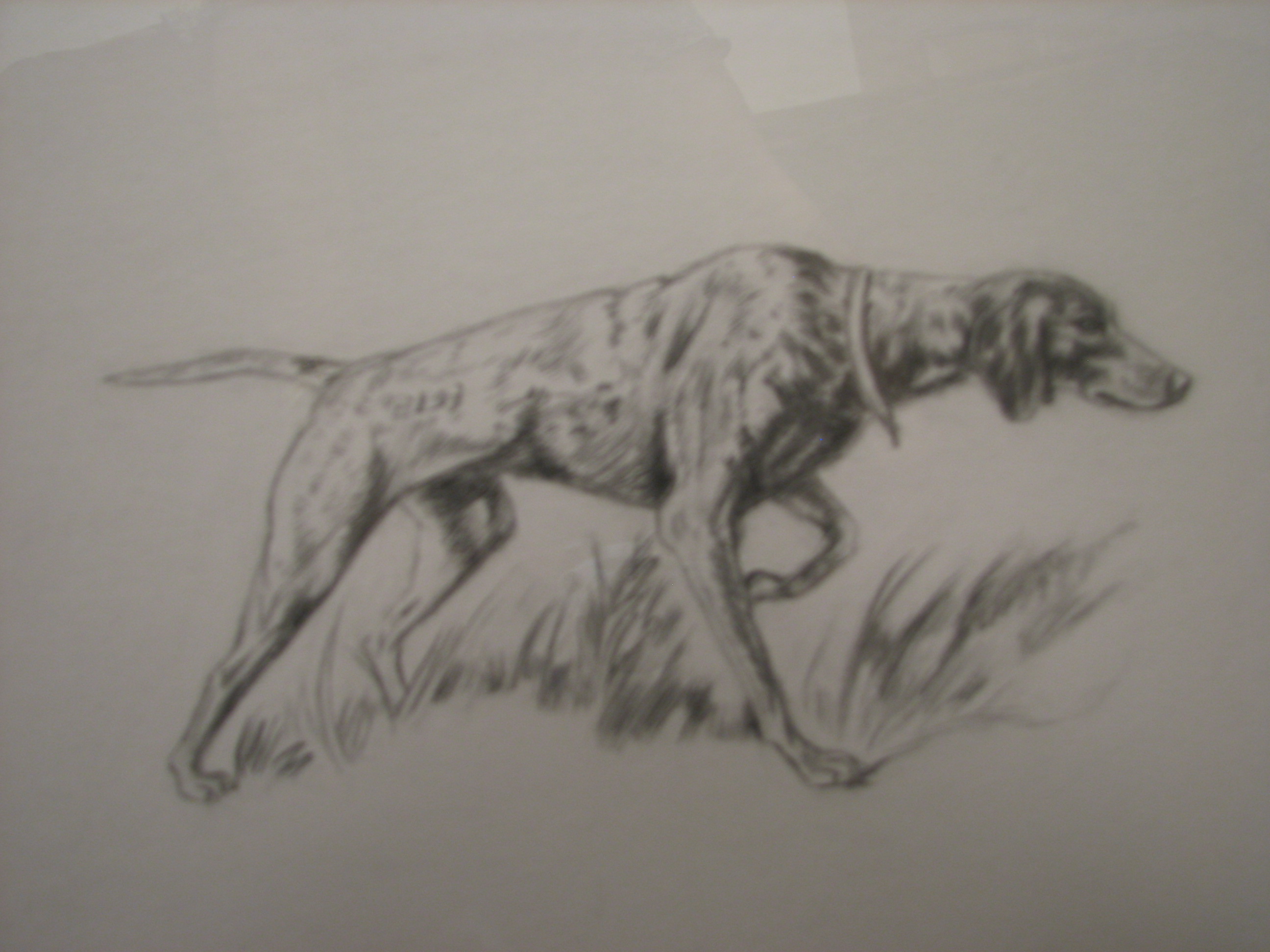 2592x1944 hunting dog foundmyself - Hunting Dog Drawing