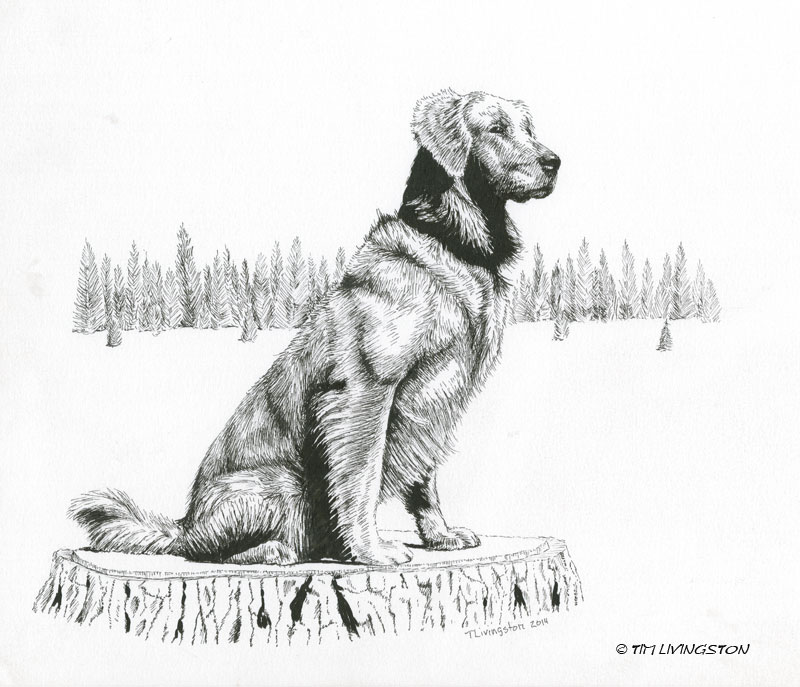 800x687 drawing lab hunting dog for free download - Hunting Dog Drawing