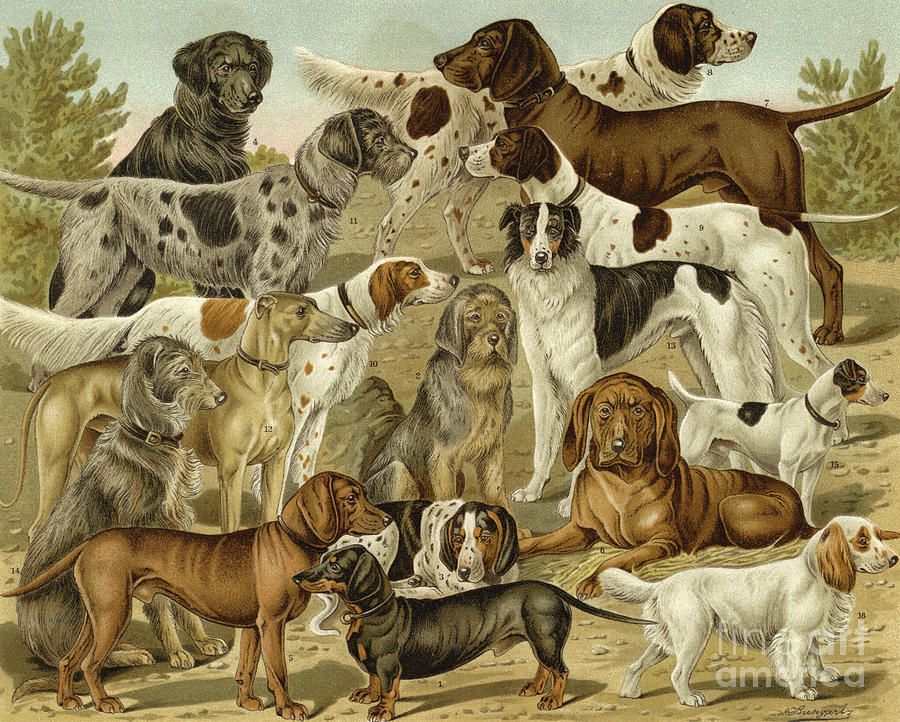 900x722 hunting dogs drawing - Hunting Dog Drawing