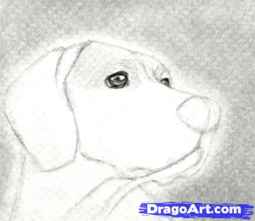 520x450 learn how to draw a dog head, dog head, realistic, drawing - Hunting Dog Drawing