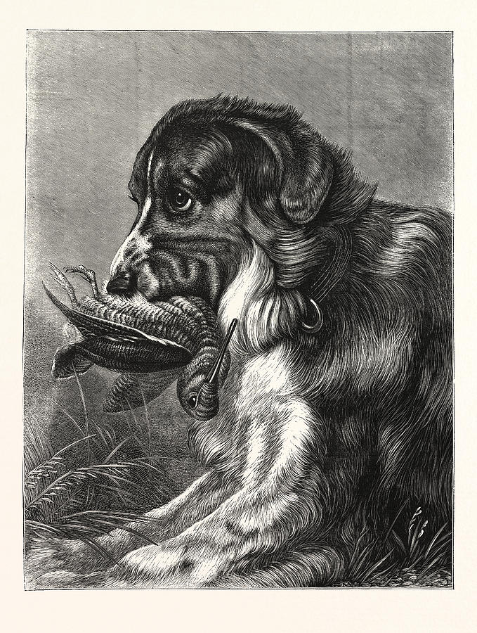 679x900 woodcock shooting, hunt, hunting, dog drawing - Hunting Dog Drawing