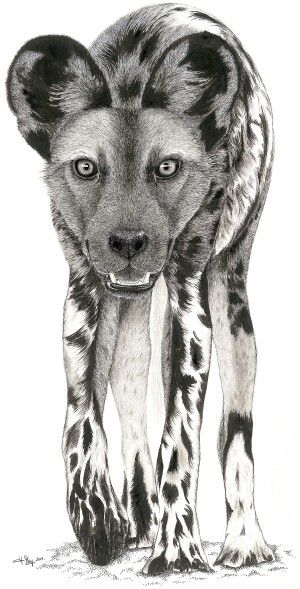 300x589 african hunting dog large pen and ink drawing yvonnemayartist - Hunting Dog Drawing